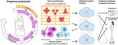 Revealing the impact of lifestyle stressors on the risk of adverse pregnancy outcomes with multitask machine learning